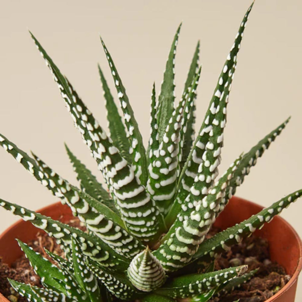 zz plant for sale ZZ Plant