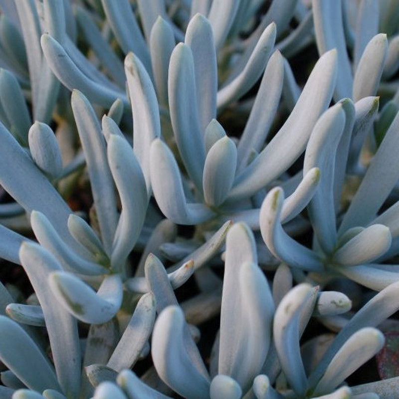 black rose succulent Echeveria 'Black Rose' Hybrid 2" Succulent Plant  True Succulents Plant Co