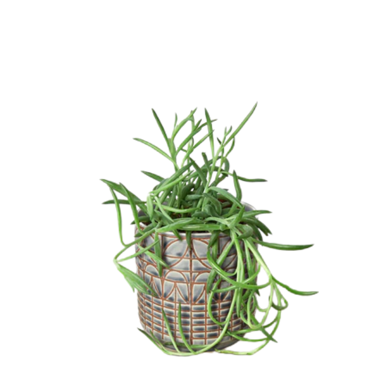 Fish Hooks Succulent | Plant Addicts