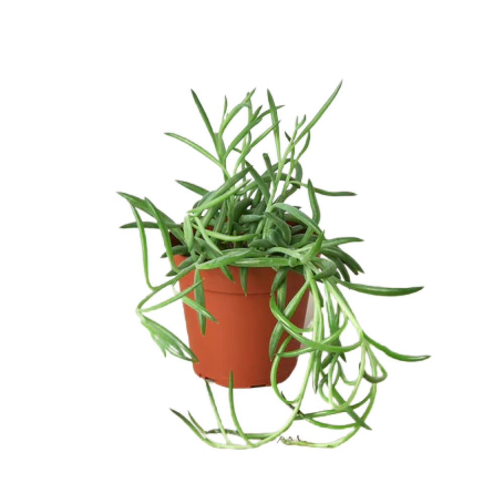 Fish Hooks Succulent | Plant Addicts