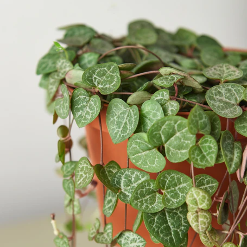 Succulent 'String of Hearts' 4" Pot