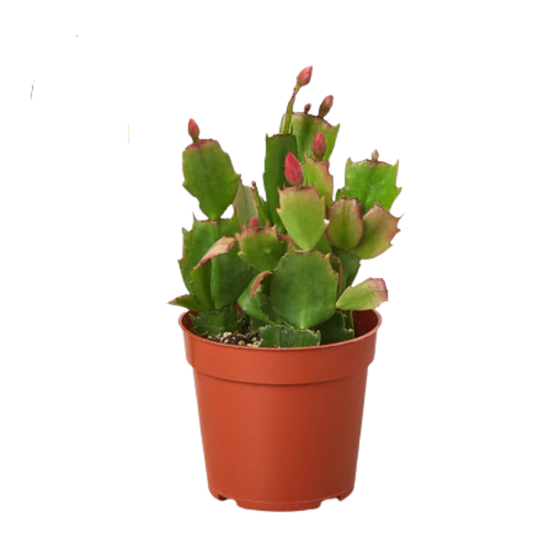 Zygocactus 'Christmas Cactus' 6" Pot / White