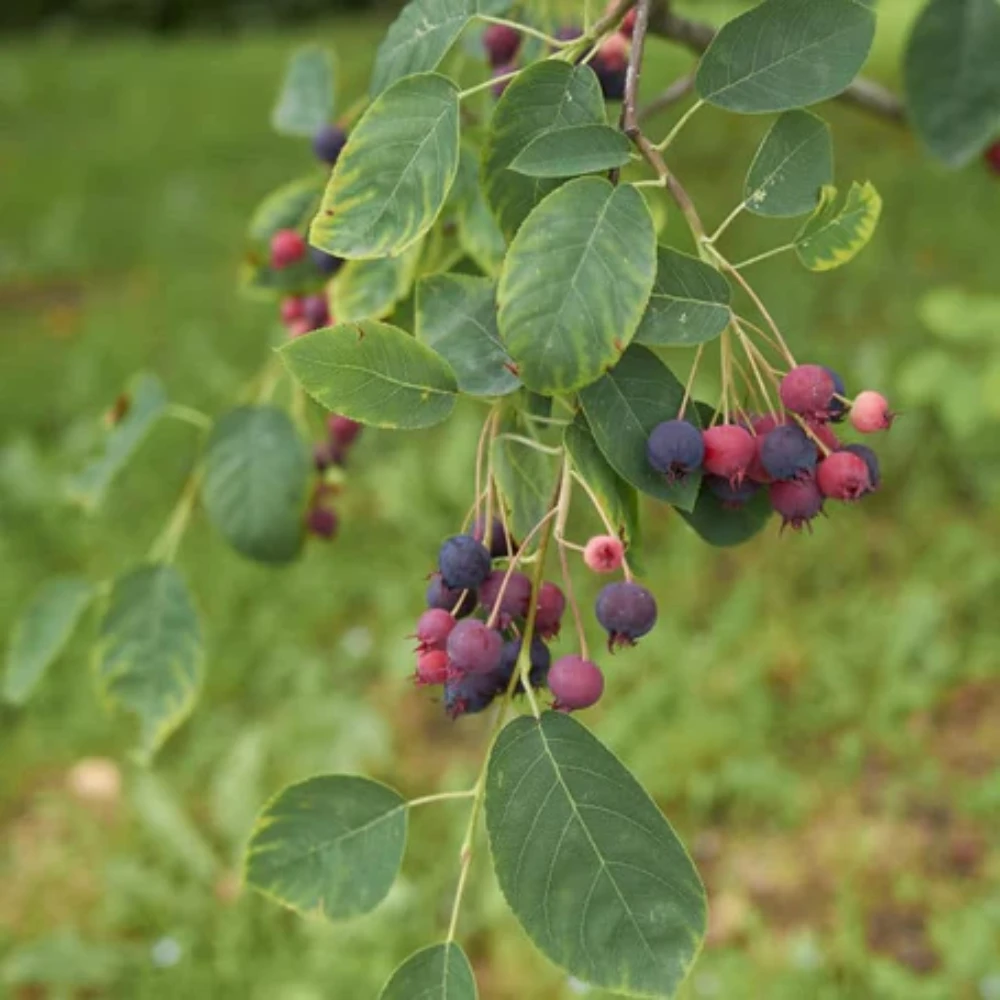 Autumn Brilliance Shadblow Serviceberry | Plant Addicts