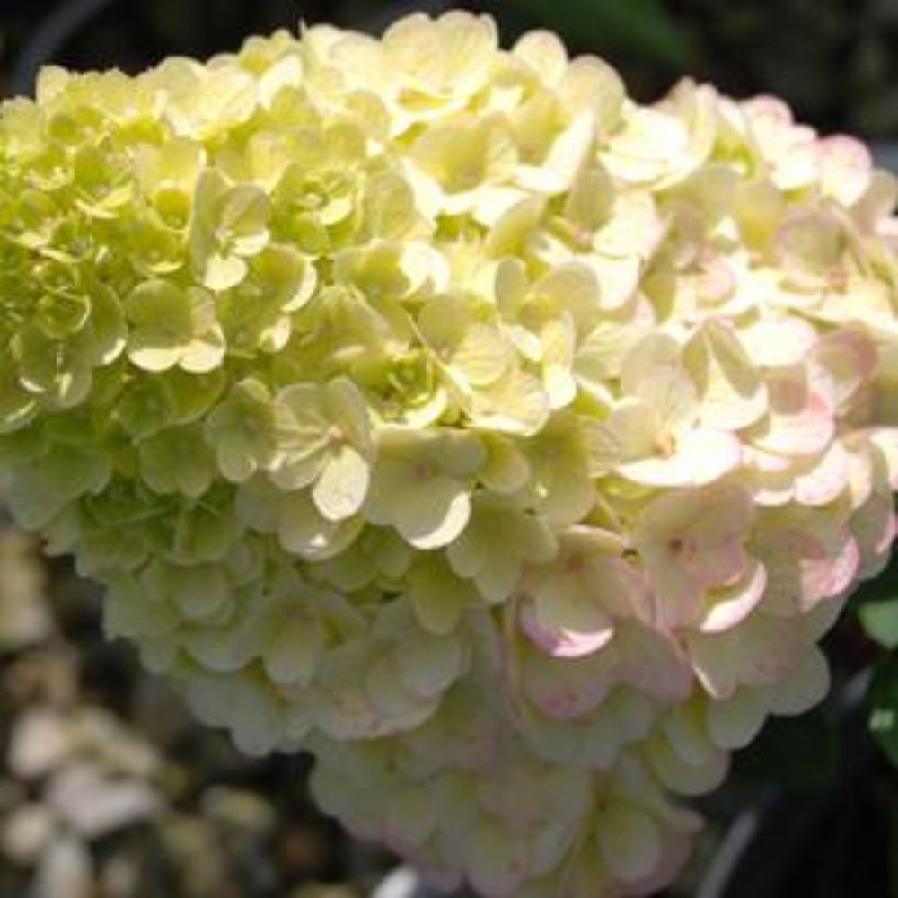 Strawberry Sundae Hydrangea Plant Addicts