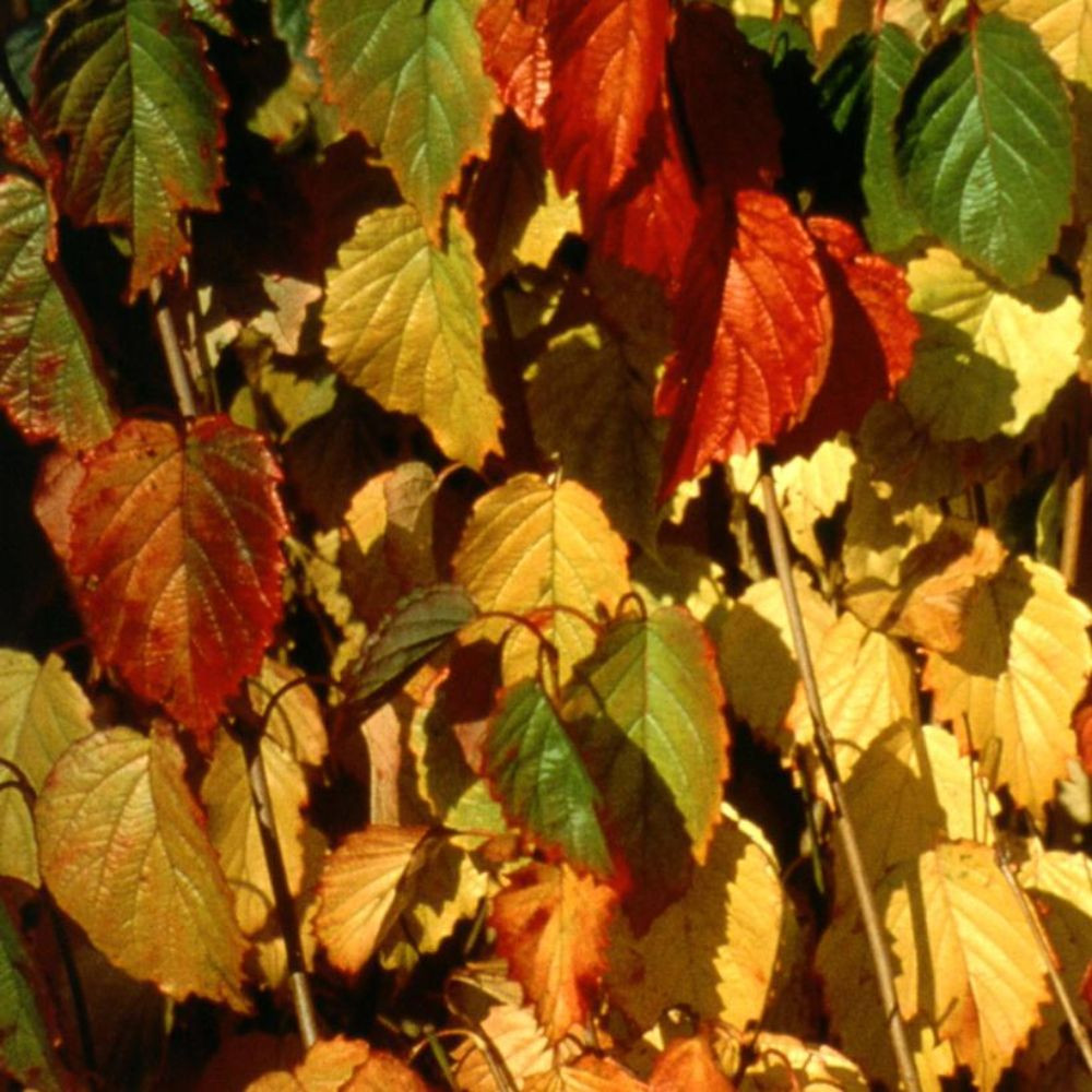 Autumn Jazz™ Viburnum Plant Addicts
