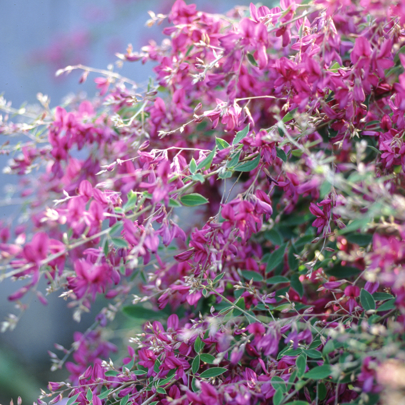 Gibraltar Bush Clover | Plant Addicts