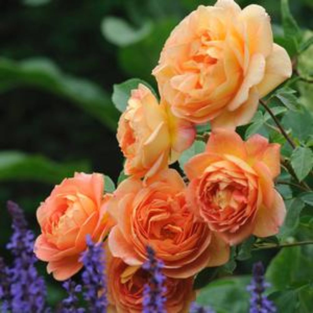 lady-of-shalott-rose-plant-addicts