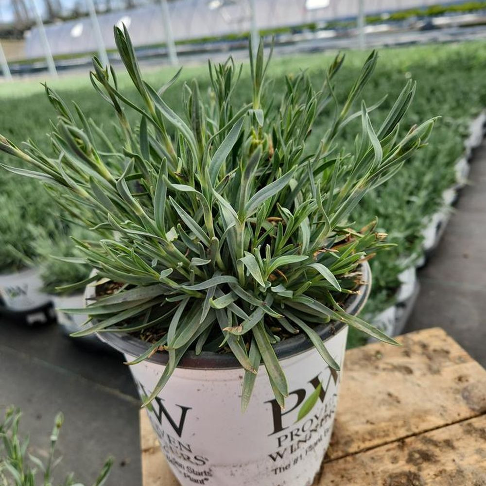 フラワーページ T101-1A.jpg