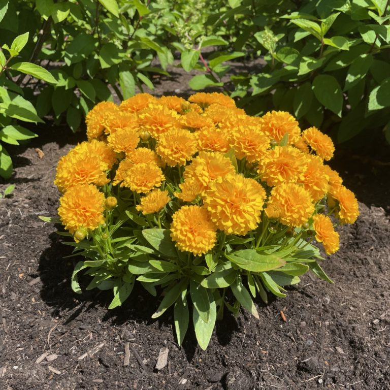 Solanna™ Golden Sphere Coreopsis | Plant Addicts