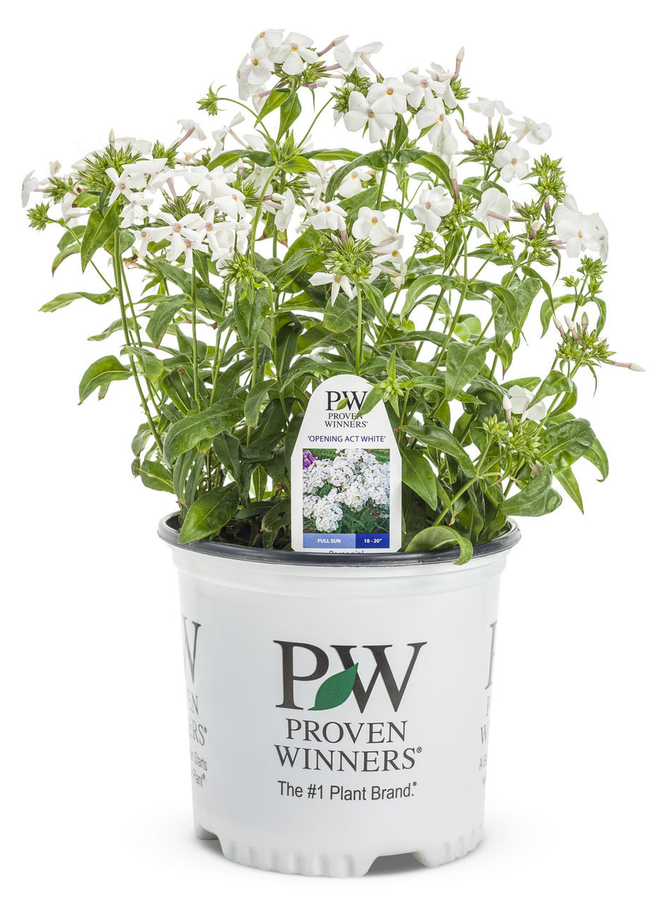 Opening_Act_White_Phlox_in_Pro