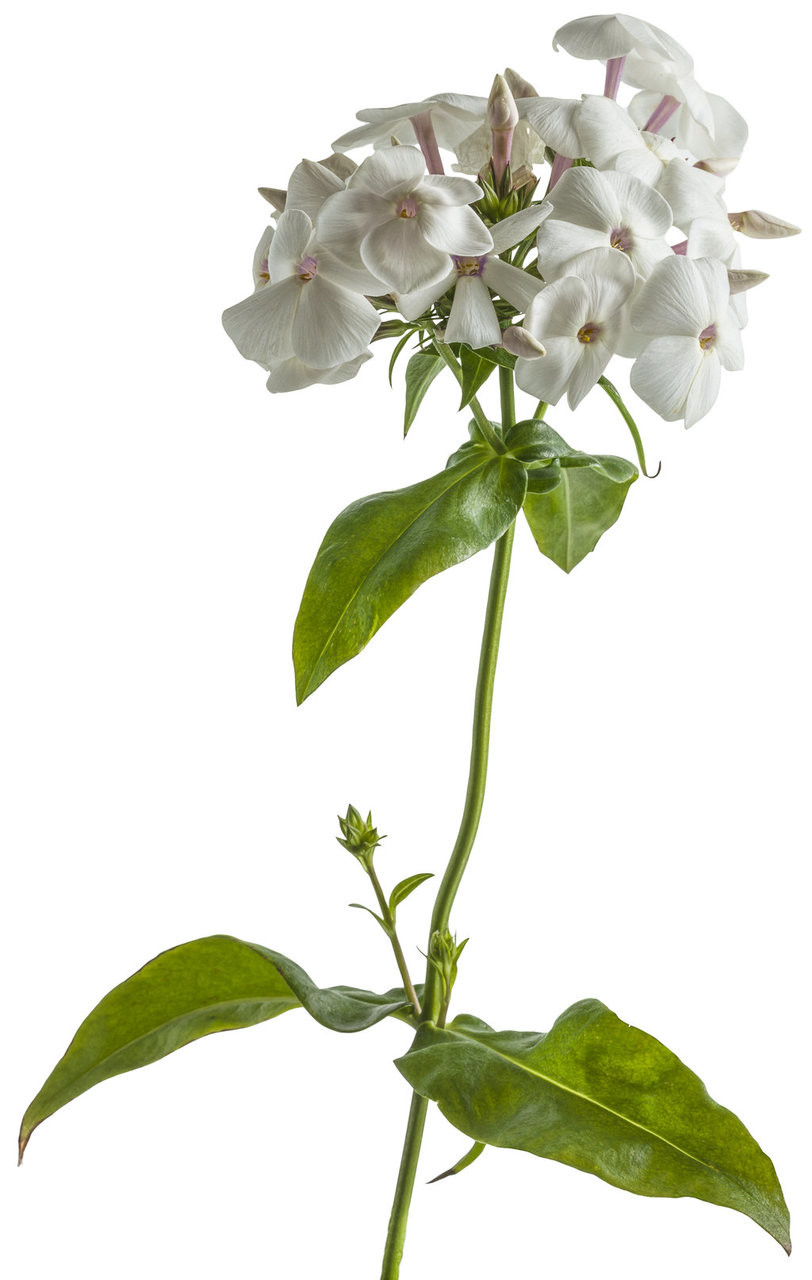 Opening Act White Phlox | Plant Addicts