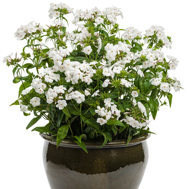 Opening Act White Phlox | Plant Addicts