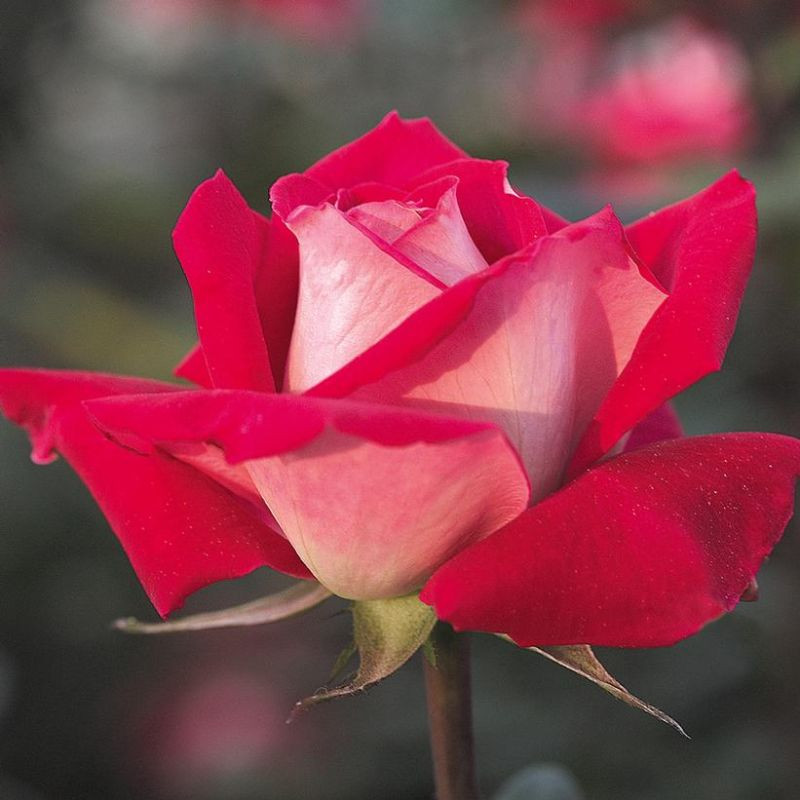 Love_Grandiflora_Rose__35672.