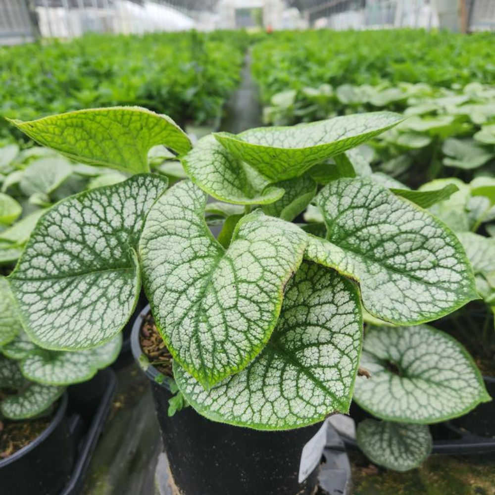 Sea Heart Forget Me Not | Plant Addicts