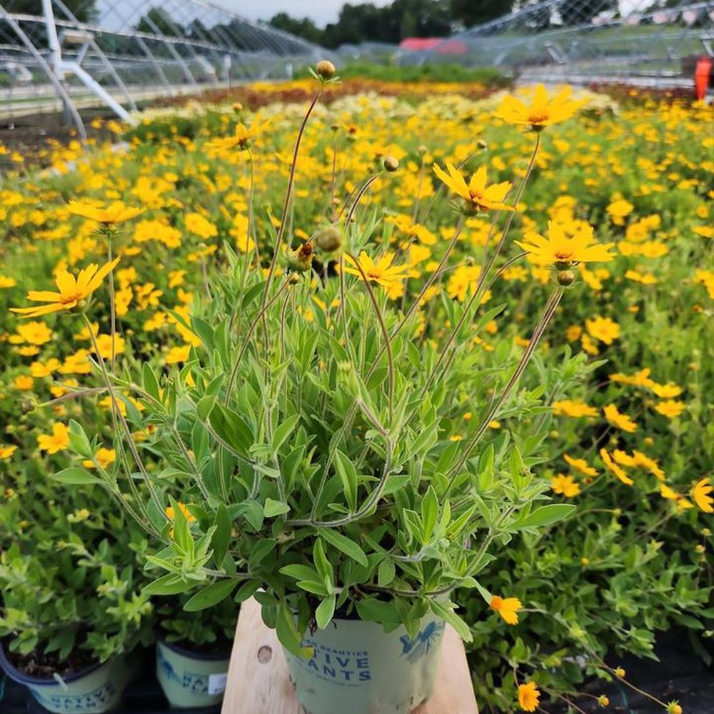 Sunshine Superman Star Tickseed | Plant Addicts