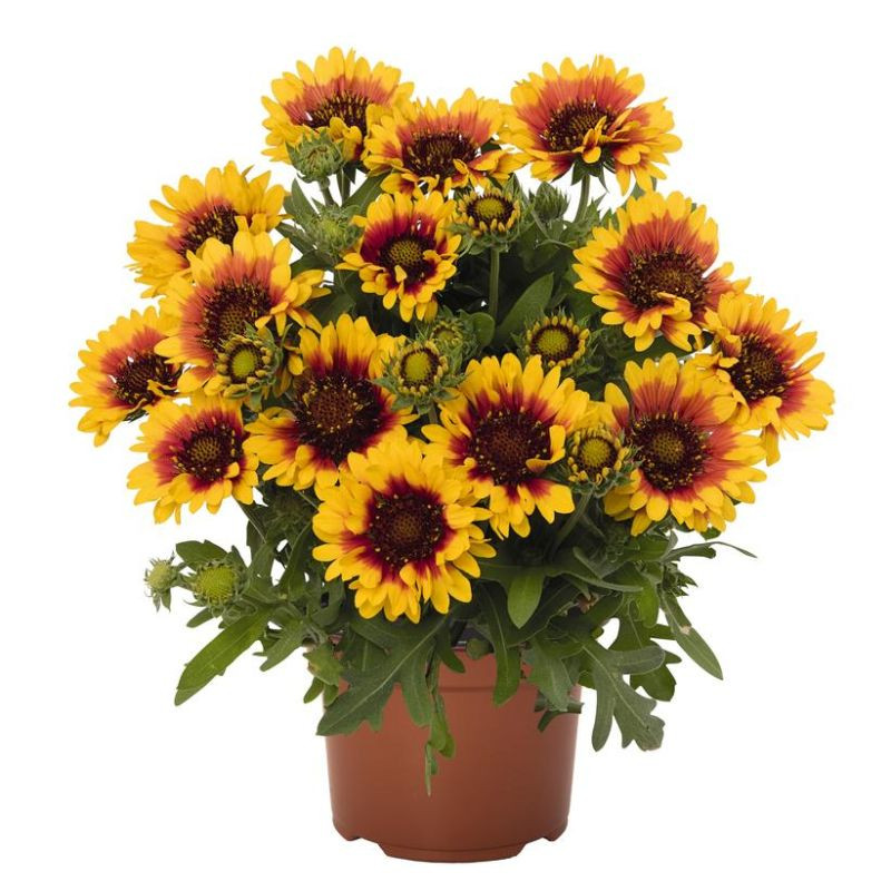 Spintop™ Red Starburst Blanket Flower Plant Addicts