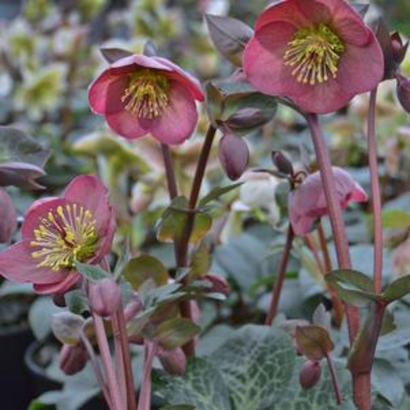FrostKiss™ Penny's Pink Hellebore | Plant Addicts