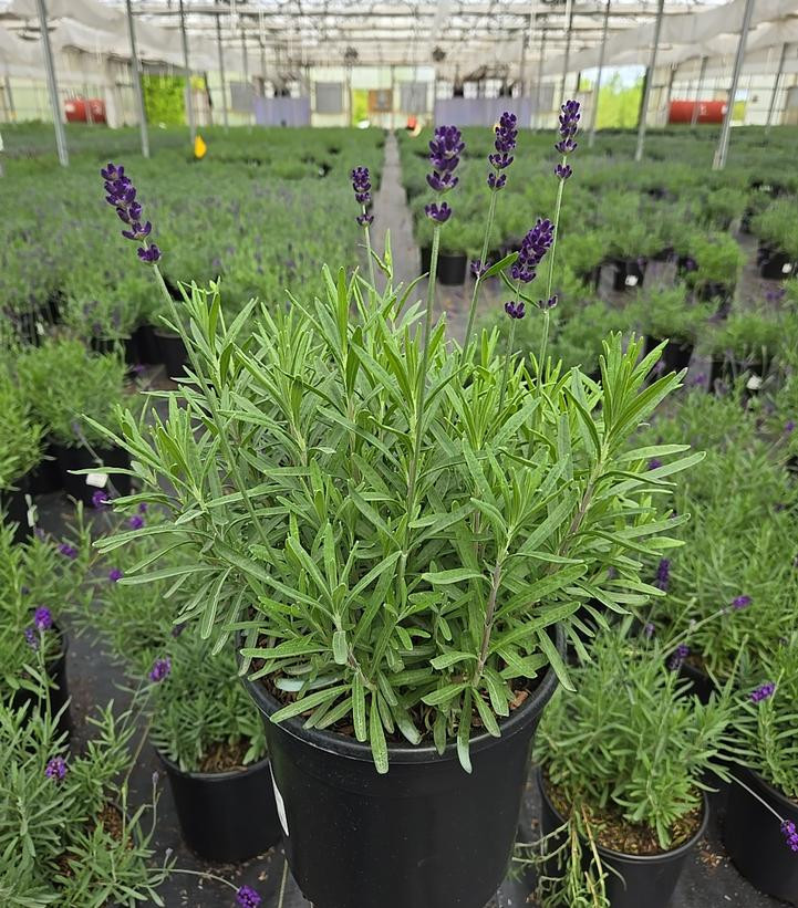 Hidcote Lavender | Plant Addicts