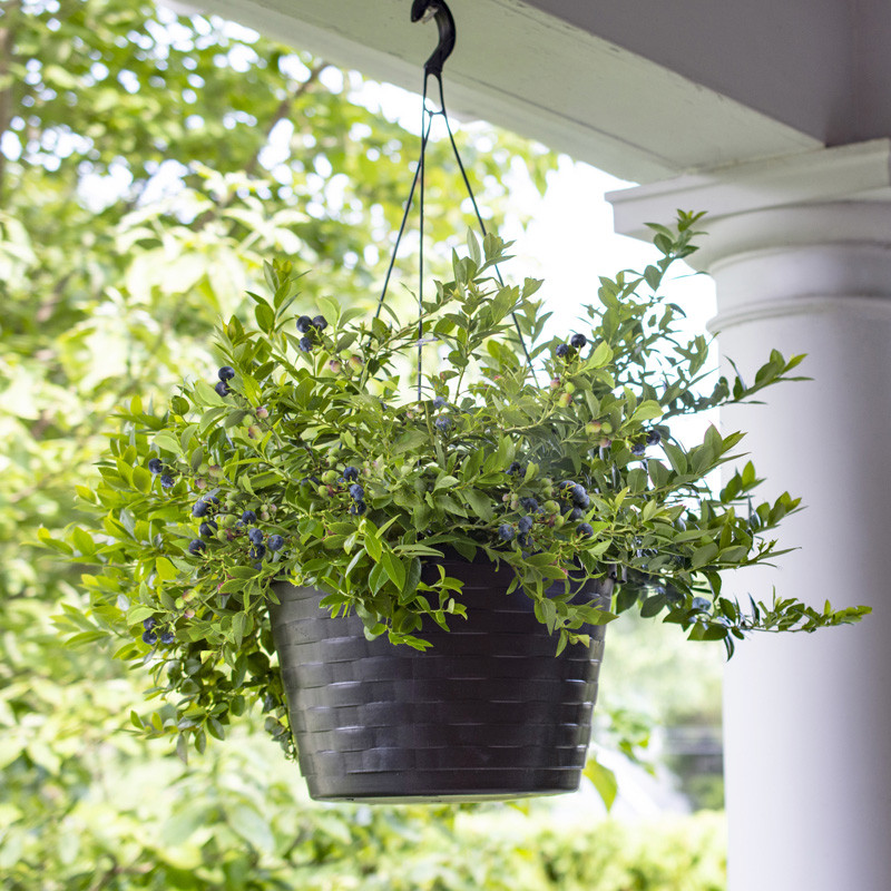 Midnight Cascade Blueberry Bush | Plant Addicts