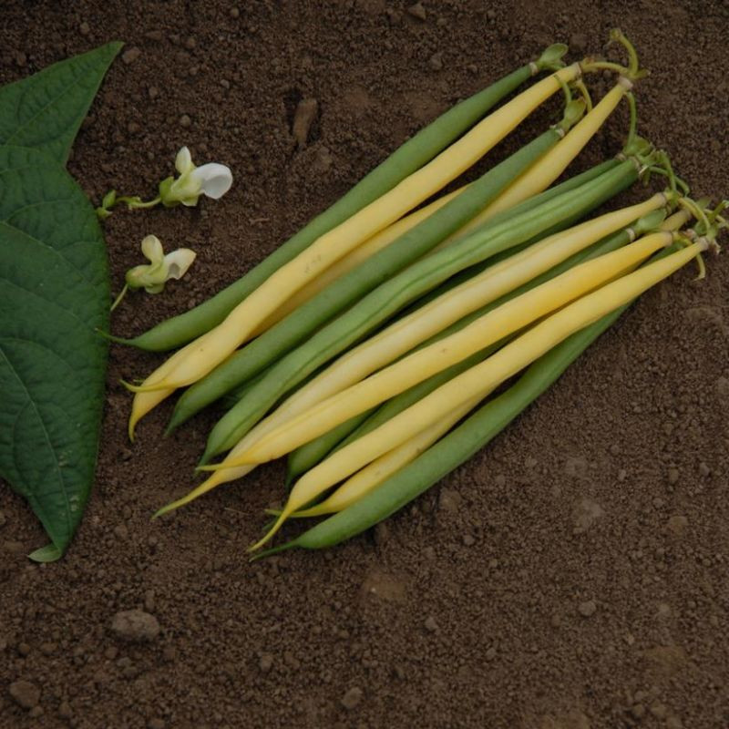 Gold N' Green Mix Beans Plant | Plant Addicts