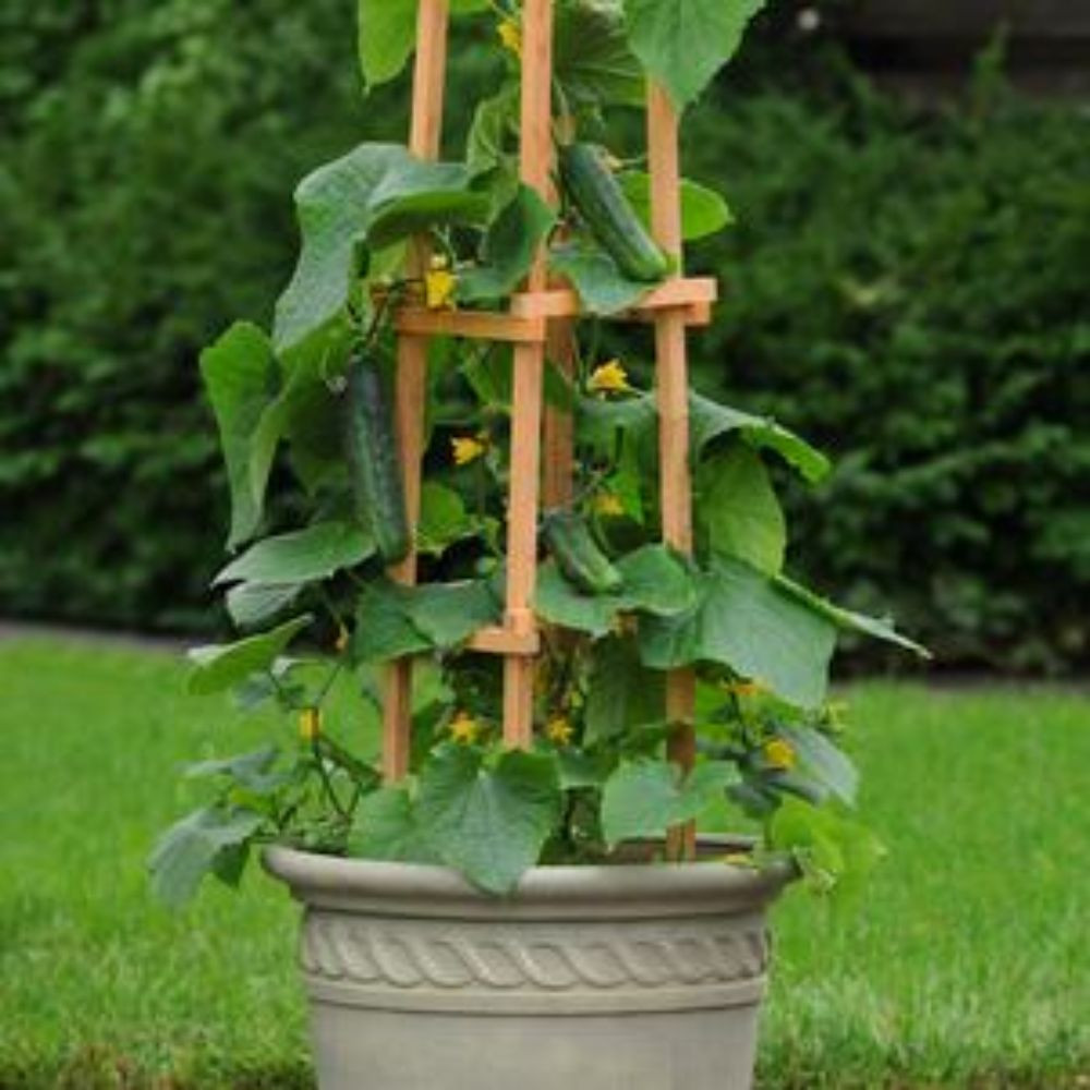 Patio Snacker Cucumber Plant | Plant Addicts