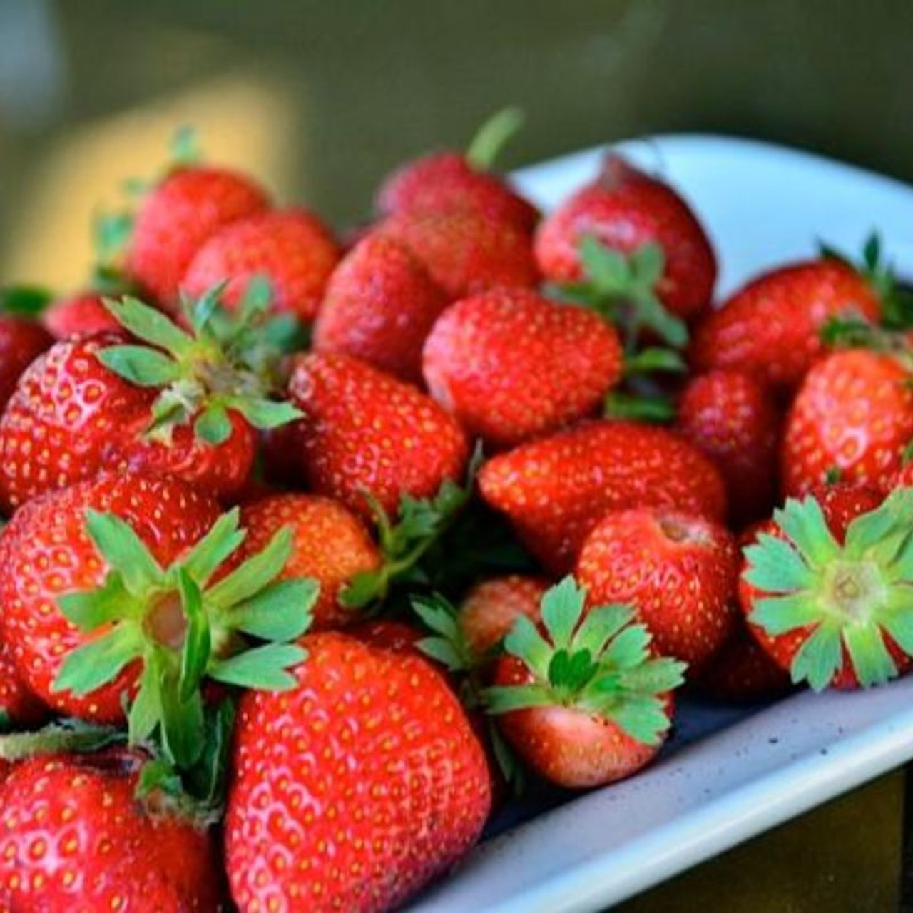 Seascape Strawberry Plant Plant Addicts