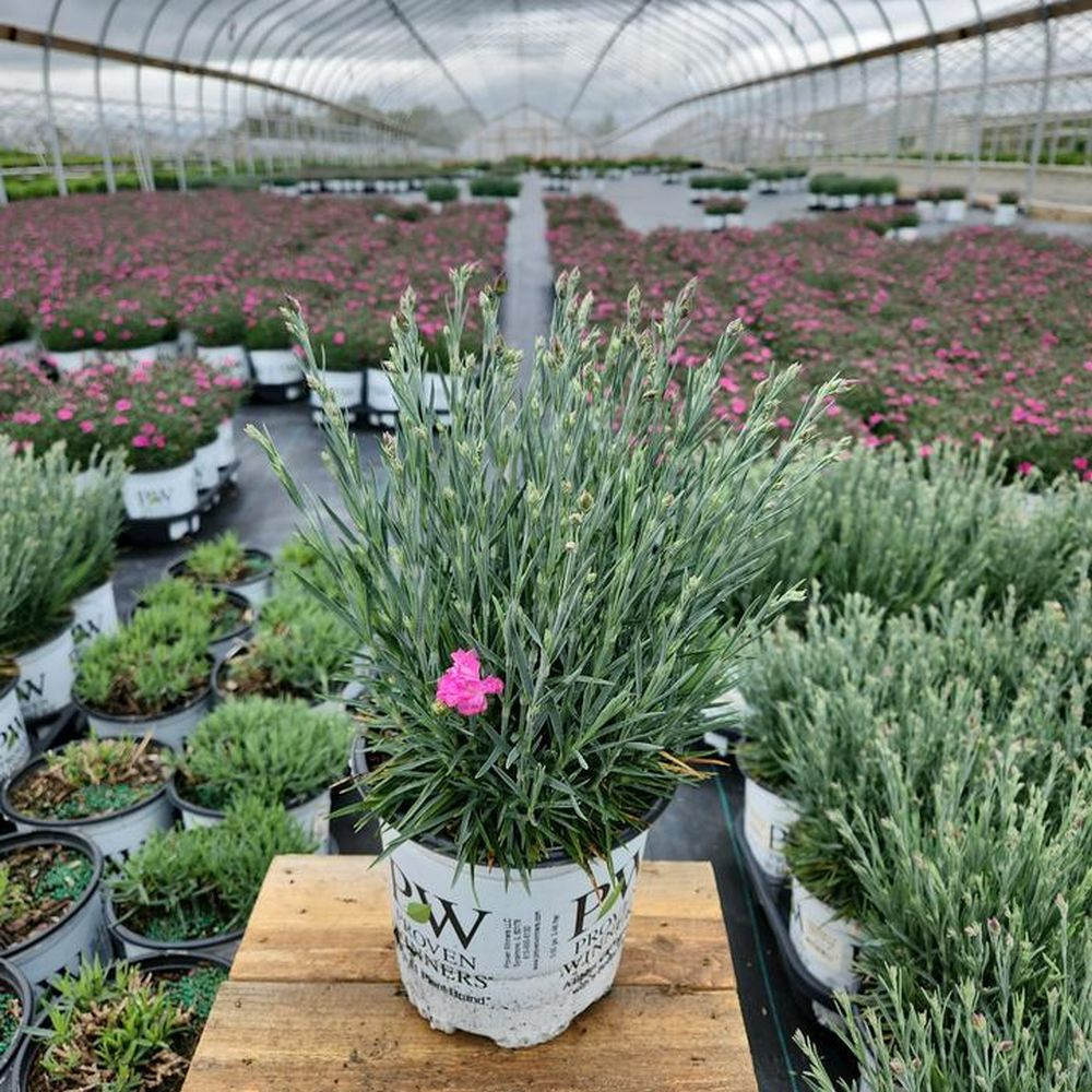 Fruit Punch® Sweetie Pie Pinks Dianthus | Plant Addicts