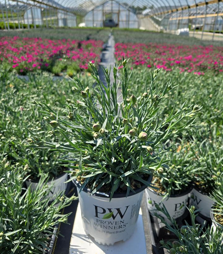 Fruit Punch® Cranberry Cocktail Pinks Dianthus | Plant Addicts