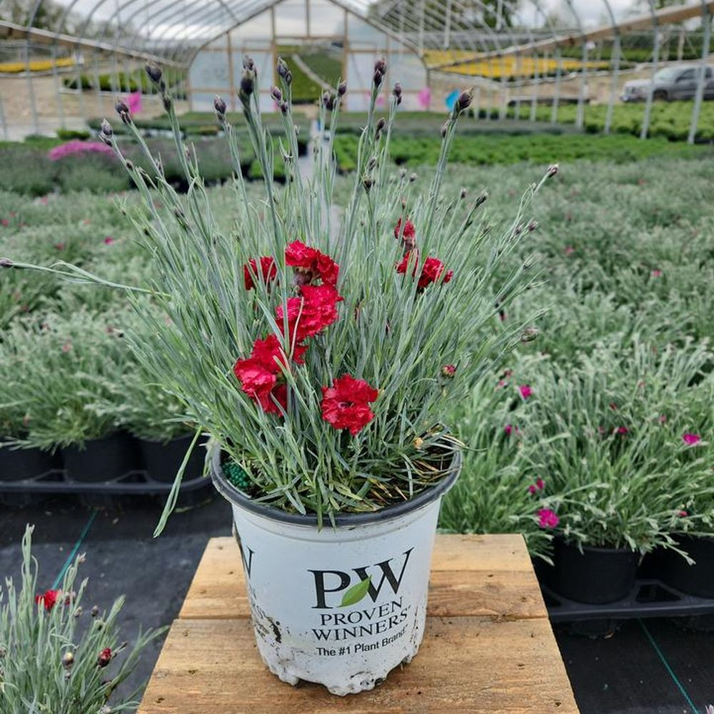Fruit Punch® Maraschino Pinks Dianthus | Plant Addicts