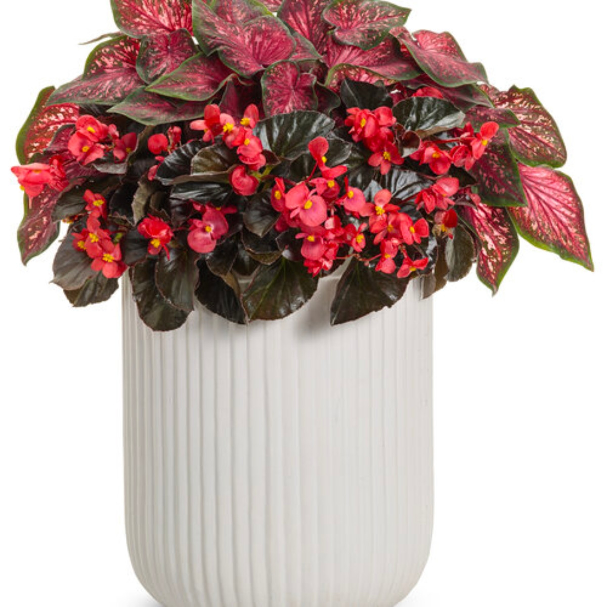 Surefire® Cherry Cordial Begonia | Plant Addicts