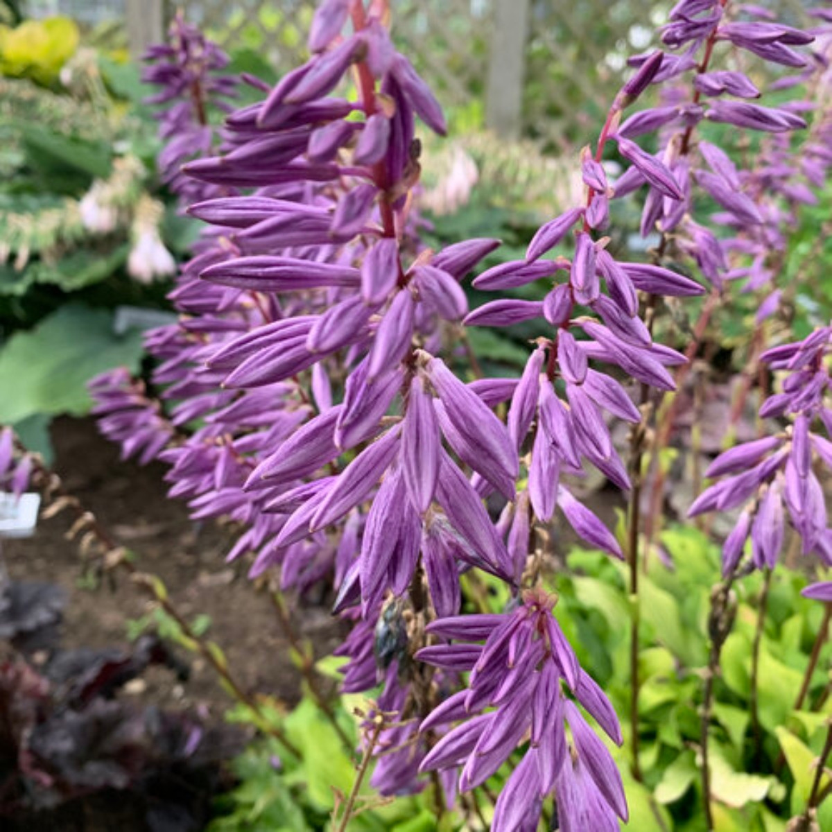 Time in a Bottle Hosta | Plant Addicts
