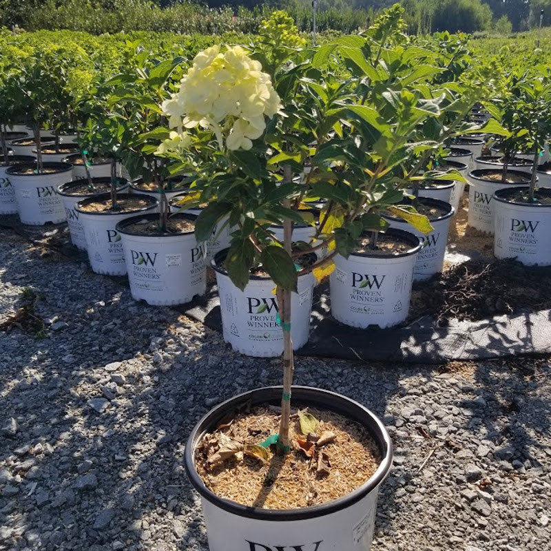 Little Lime Punch® Hydrangea Tree | Plant Addicts