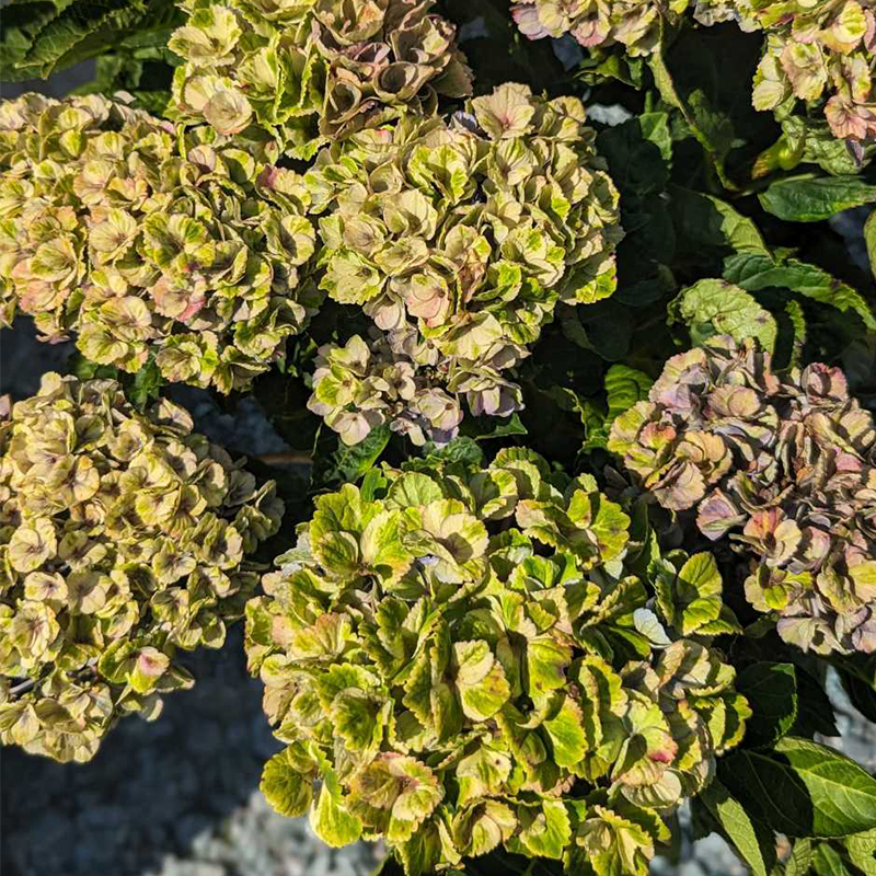 Hydrangea4937　0502 指定07 Next Gen Pistachio Hydrangea | Plant Addicts