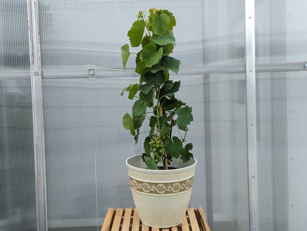 money jade plant Crassula Ovata Green 6 Packs Of 2 Inches Pot Jade succulent Money Lucky  Friendship Tree Live Plant Ht7