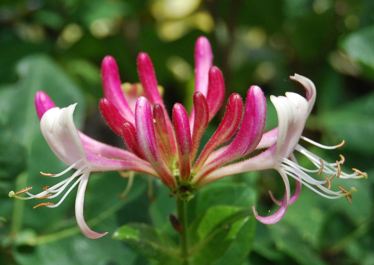 Serotina Honeysuckle | Plant Addicts
