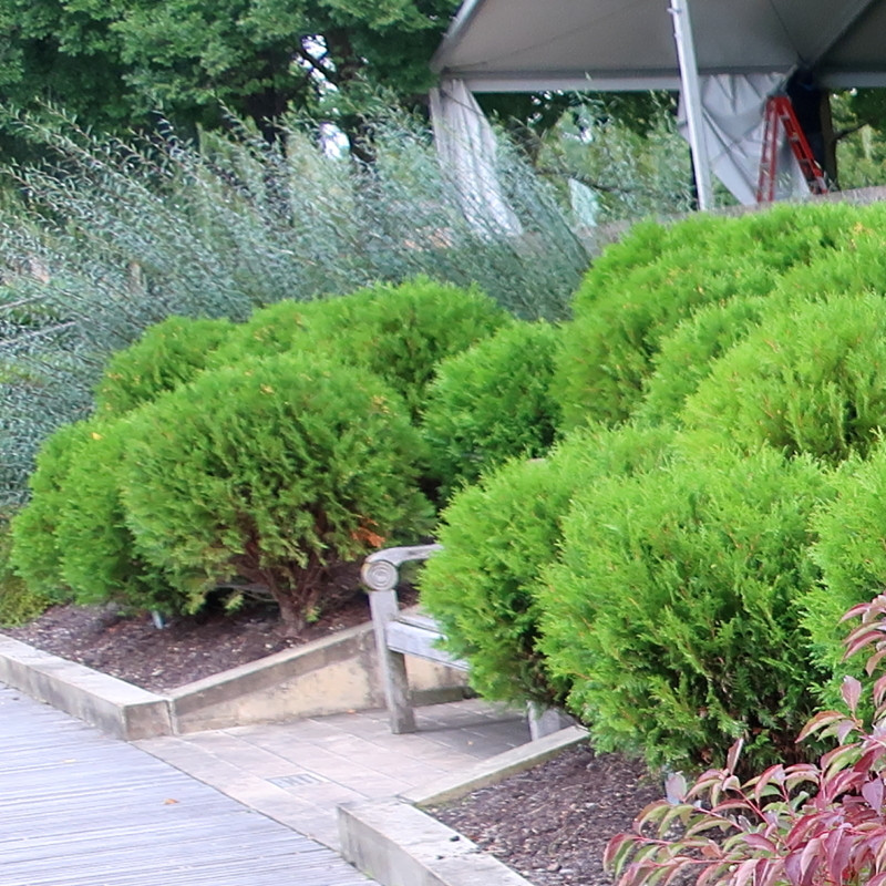 Little Giant Arborvitae | Plant Addicts