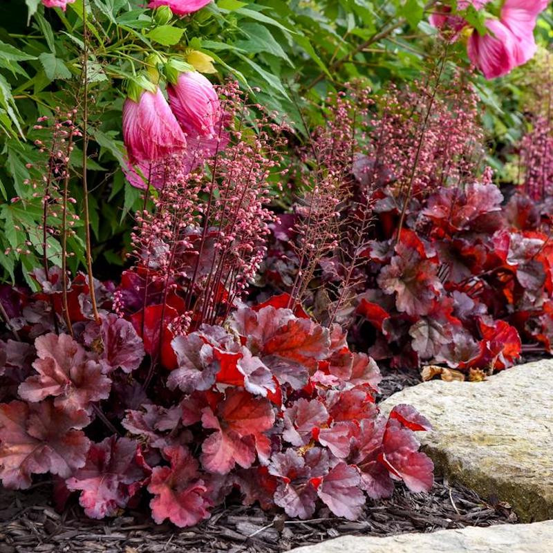 Primo Mahogany Monster Coral Bells | Plant Addicts