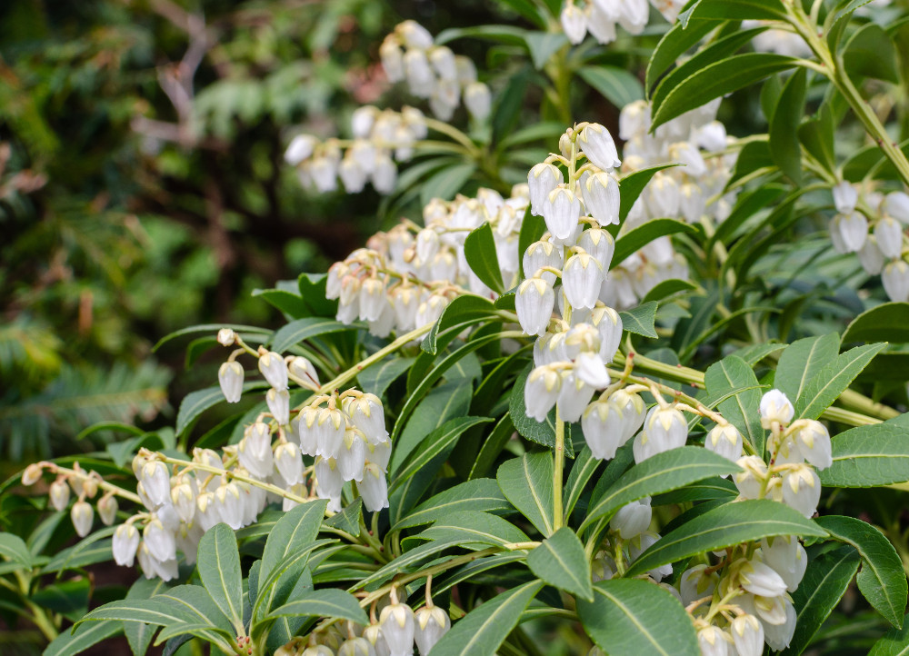 lupine where to plant Lupine Mix Seed
