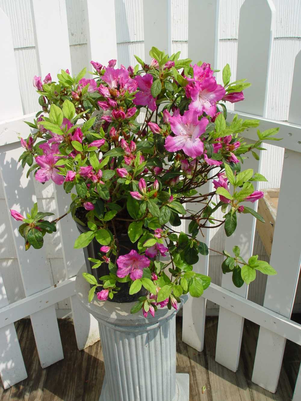 花 Night Phlox 'Midnight Candy' seeds - Zaluzianskya capensis