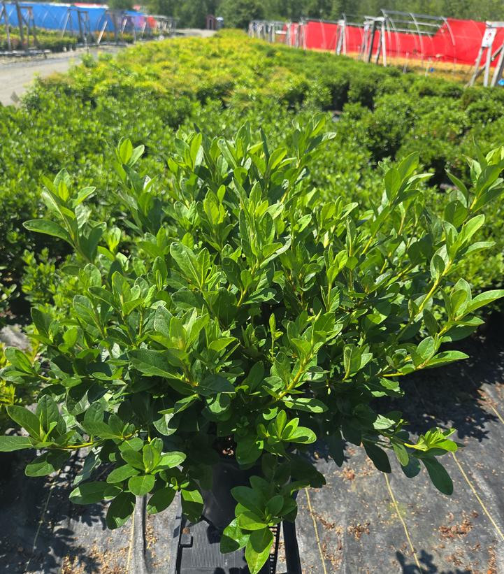 花 Martha Hitchcock Azalea | Plant Addicts