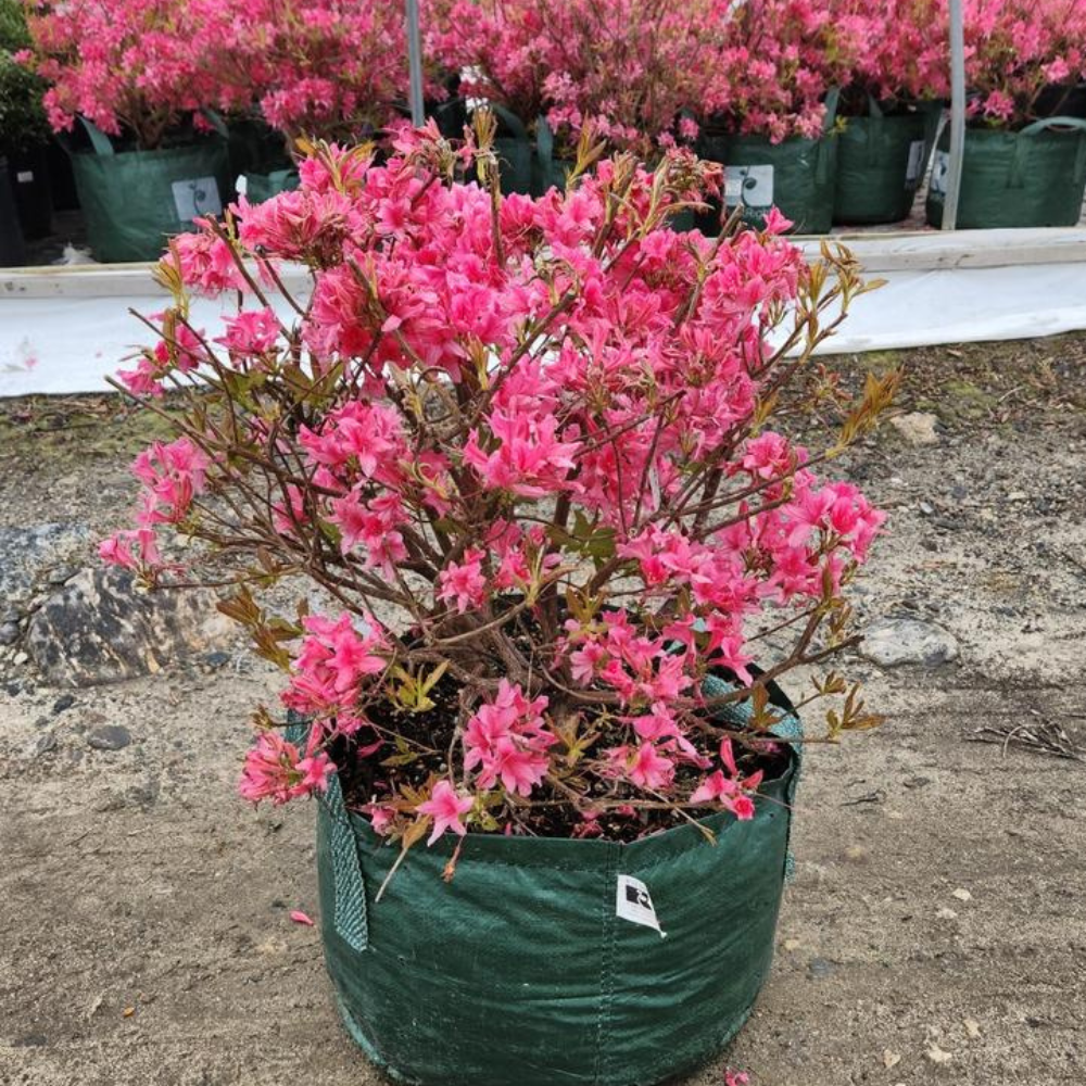 Rosy Lights Azalea | Plant Addicts