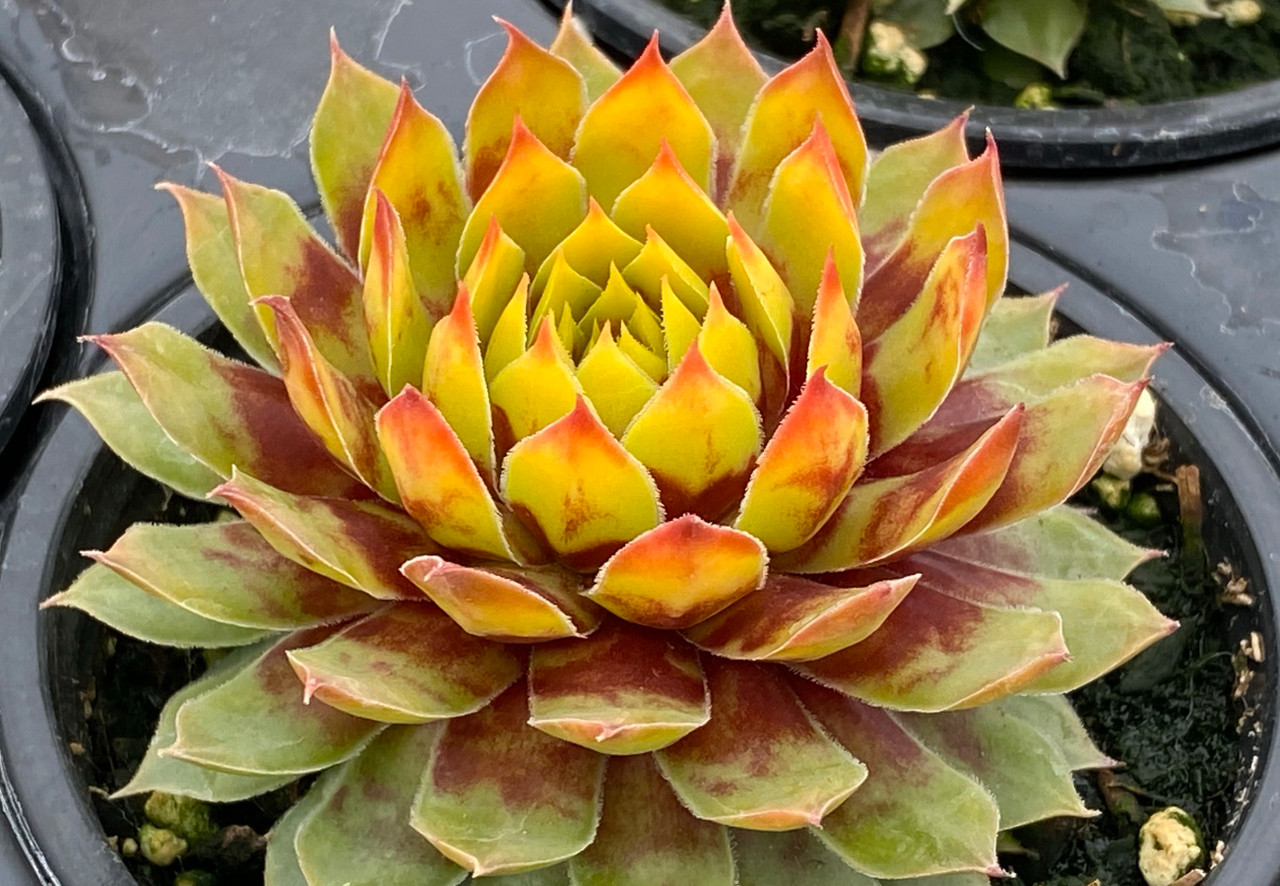 Chick Charms Gold Rush Hens and Chicks | Plant Addicts