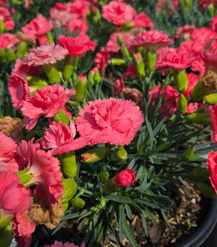 Fruit Punch® Classic Coral Pinks Dianthus | Plant Addicts