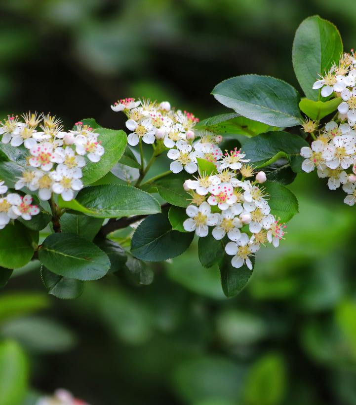 Black Chokeberry | Plant Addicts