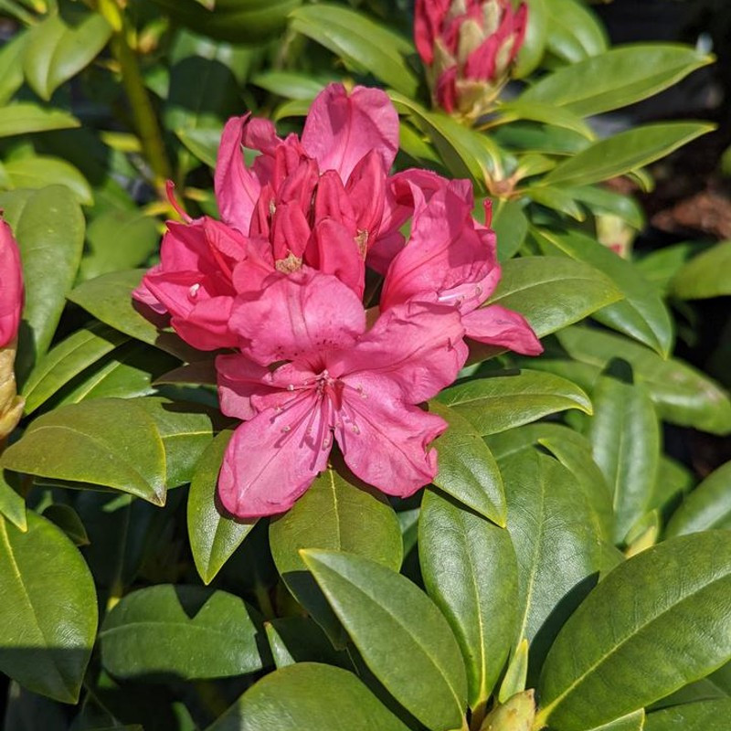 Holden's Pink Rhododendron | Plant Addicts