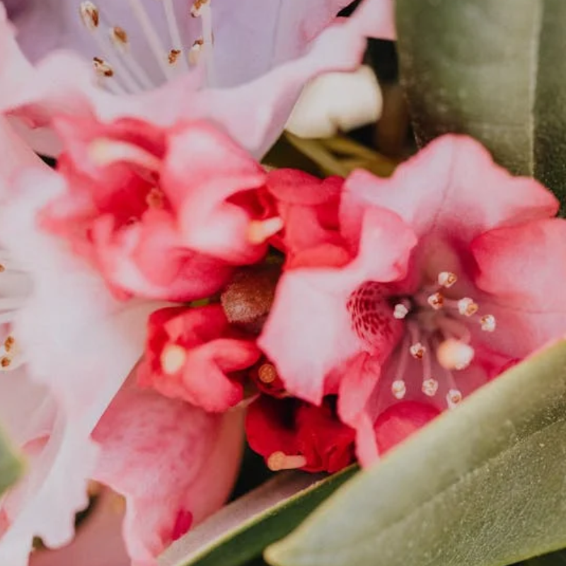 Bloombux Magenta Rhododendron
