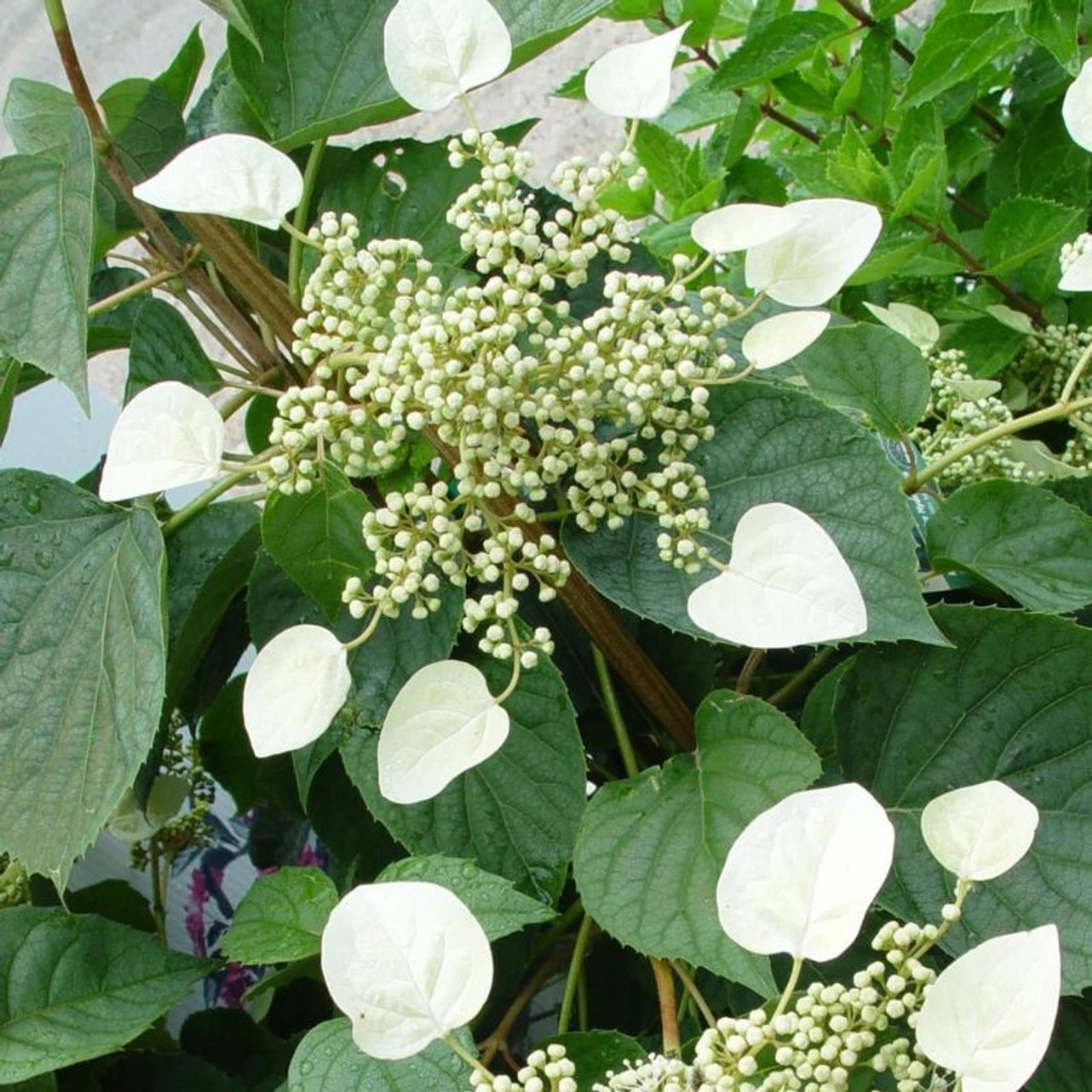 Moonlight Climbing False Hydrangea | Plant Addicts