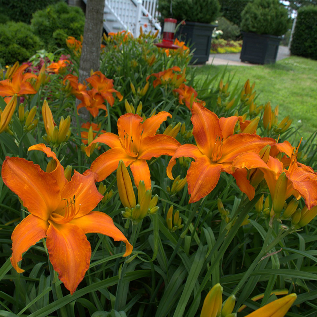 Shout in the Rainbow/première fleurs Snapdragon Seeds - Rainbow Mix | Flower Seeds in Packets
