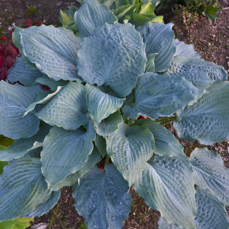 Shadowland Etched Glass Hosta Plant Addicts Shadowland etched glass hosta plant addicts