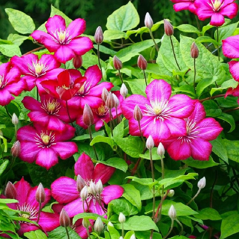 anise plant Anise – Liberty Landscape Supply main image 1